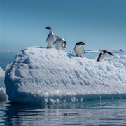 Take the Polar Plunge, Antarctica