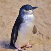 Little Penguin