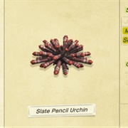 Slate Pencil Urchin