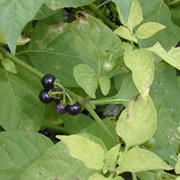 American Black Nightshade (Solanum Americanum)
