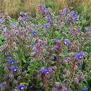 Borage