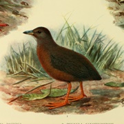 Hawaiian Rail
