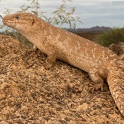 Gidgee Skink
