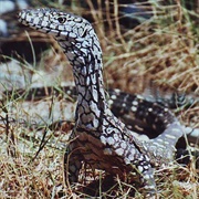 Perentie