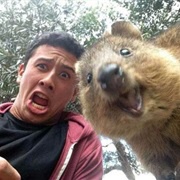 Taken a Quokka Selfie