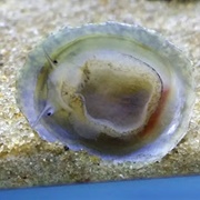 Abalone