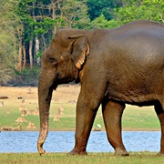 Nagarhole National Park, India