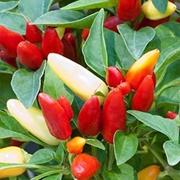 Prairie Fire Pepper