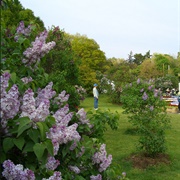 Rochester Lilac Festival