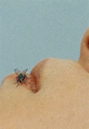Fly (1970)