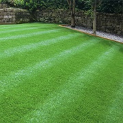 Back Lawn