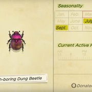 Earth-Boring Dung Beetle