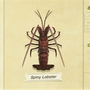 Spiny Lobster
