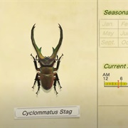 Cyclommatus Stag
