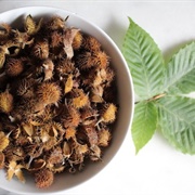 American Beech Nut