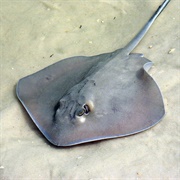 Southern Ray