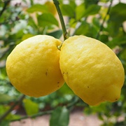 Citron Lemon