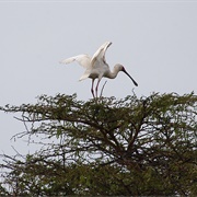 African Spoonbill