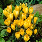 Crocus