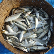 Indian Oil Sardine