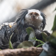 Geoffroy's Marmoset
