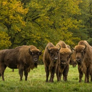 Poloniny National Park