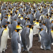 Penguins