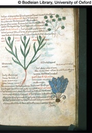 Laud Herbal Glossary (Anonymous)