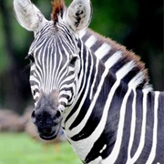 Grant's Zebra