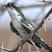 Diederick Cuckoo