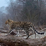 Land of the Leopard National Park, Russia