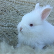 Angora Rabbit