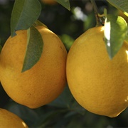 Yen Ben Lemon