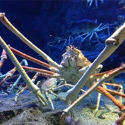 Spider Crab