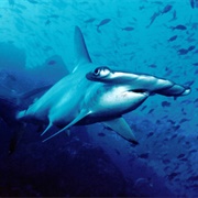 Scalloped Hammerhead Shark