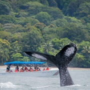 See a Humpback Whale