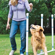 Make an Obstacle Course for Your Pet