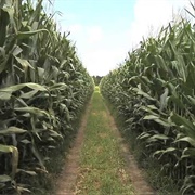 Play Hide and Seek in a Corfield