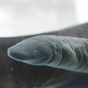Aquatic Caecilian