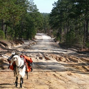 Sand Hills State Forest