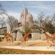 Parc Zoologique De Paris, France