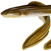 American Eel