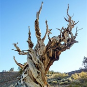 Seen a Bristlecone Pine (Oldest Tree in the Workd)