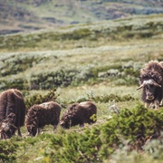 Musk Safari in Dovrefjell
