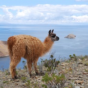 Isla Del Sol (Lake Titicaca), Bolivia