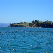 Ponui/ Chamberlins Island