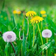 Dandelion