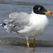 Pallas's Gull