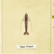 Tiger Prawn