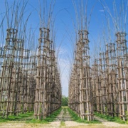 Catedrale Vegetale, Lodi